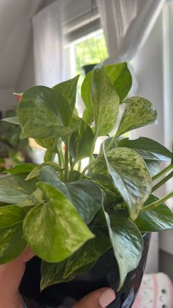 Marble queen cuttings