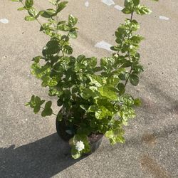 Arabian Jasmine Flower Plant  🪴 