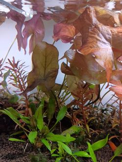 Dwarf aquarium Lily