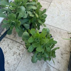 6” Pot Aeonium Succulent