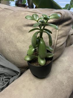 Lucky Jade Plant