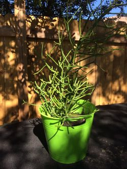 Cactus live plant in door or outdoor . Beautiful