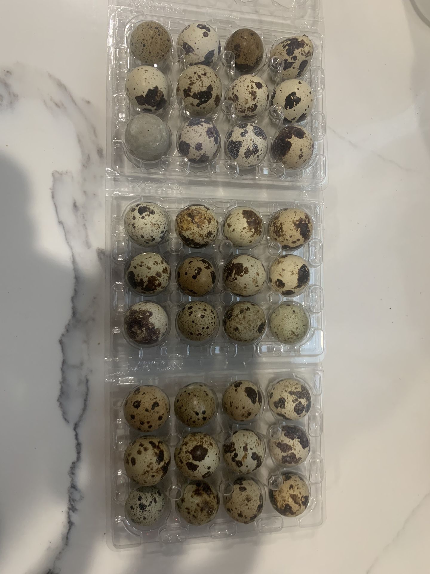 $5 A Dozen Quail Eggs