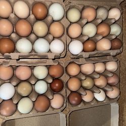 Farm Fresh Eggs! 