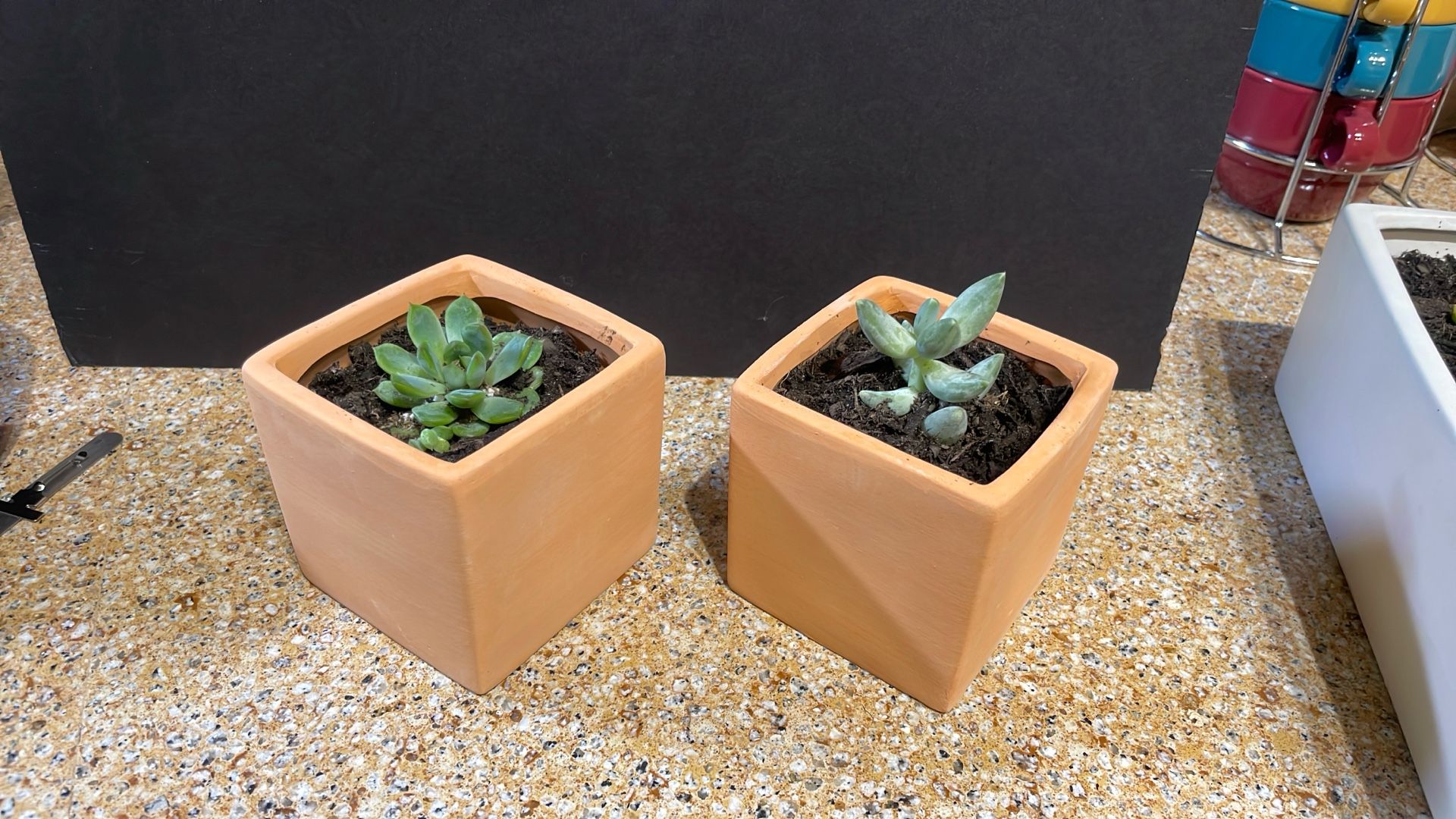 Live Succulent Plant Gift For Any Occasion