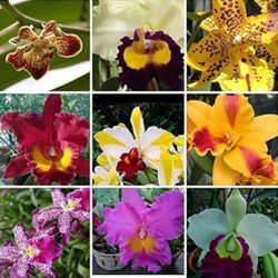 LIVE Cattleya Orchid (Mystery Hybrid)