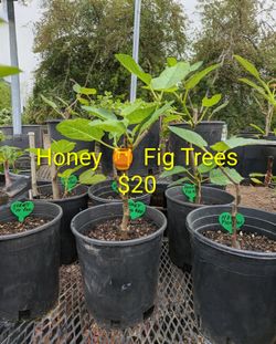 Italian Honey Fig trees just $20