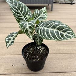 Zebra plant live plant comes in a 6” nursery pot. check profile for more 🪴 