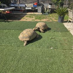 Tortuga  macho disponible es el delado iskierdo  $900