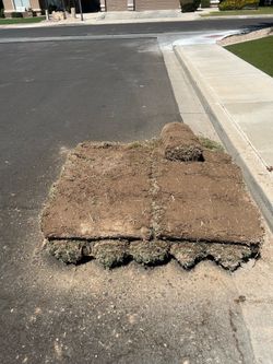 Fresh cut Midiron Sod