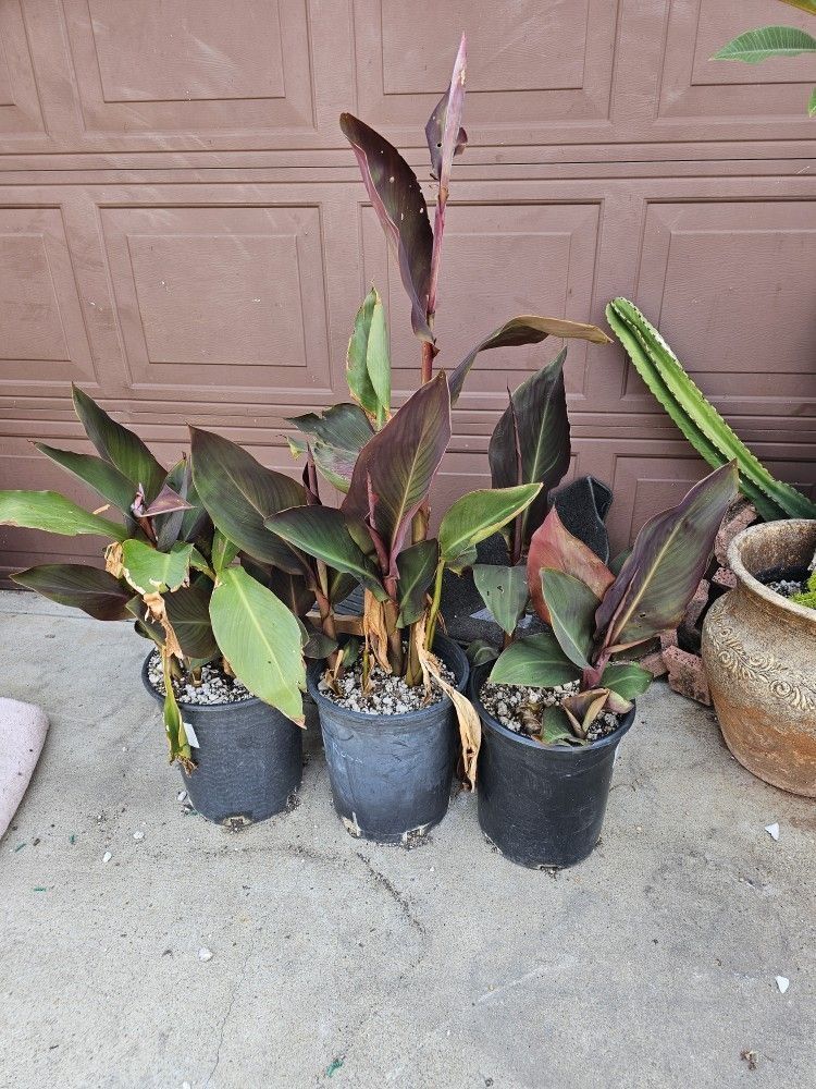 Young Banana Trees, Plumerias and Cannas. It's Available!