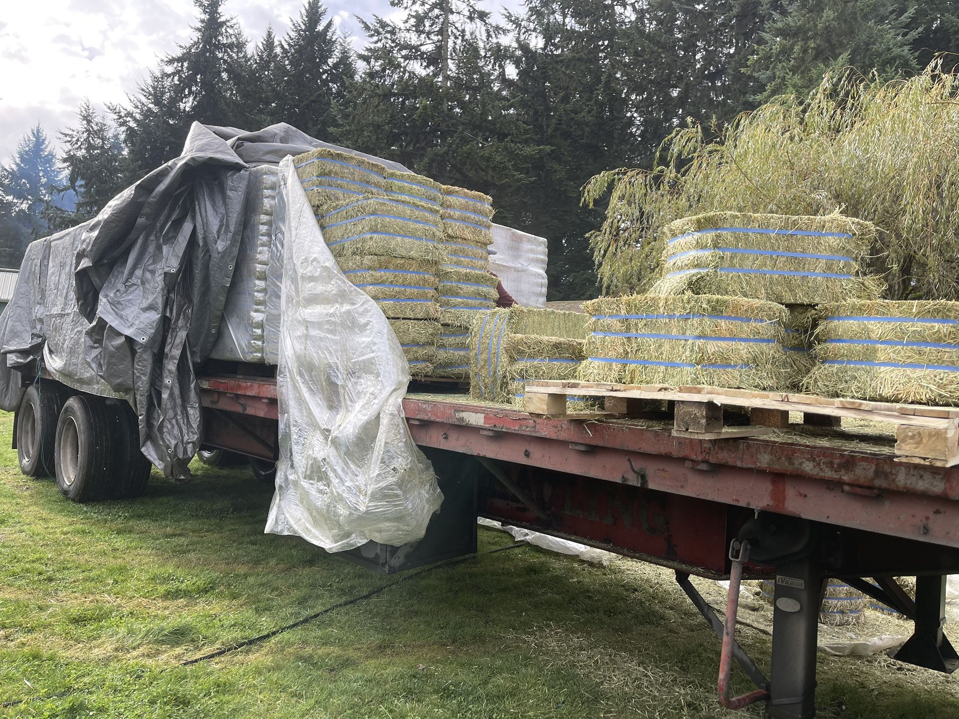 Alfalfa (Eastern Washington)