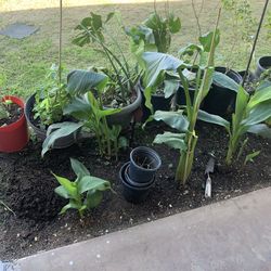 Multiple Different Plants available for sale