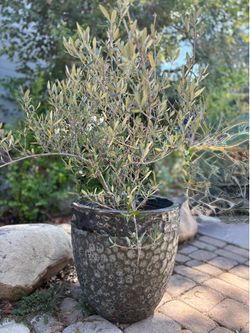 Olive tree and pot