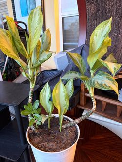 Variegated Dieffenbachia Live Indoor Plant