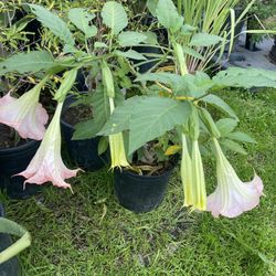 Plantas De  Florifundio O Anjel  Trompet Disponibles En Amarillo Rosita Y Blanco 