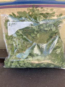 🌿Fresh harvested moringa leaves 🌿