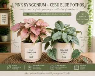 Pink Syngonium + Cebu Blue Pothos Plant Bundle