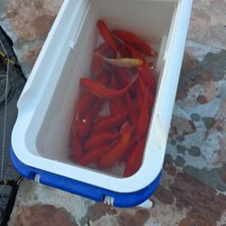 gold fish 