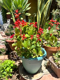 Salvia