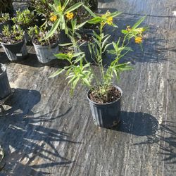 Milkweed – 3 Gallon for $14