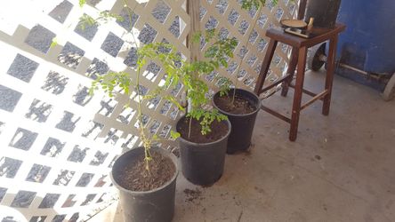 Moringa