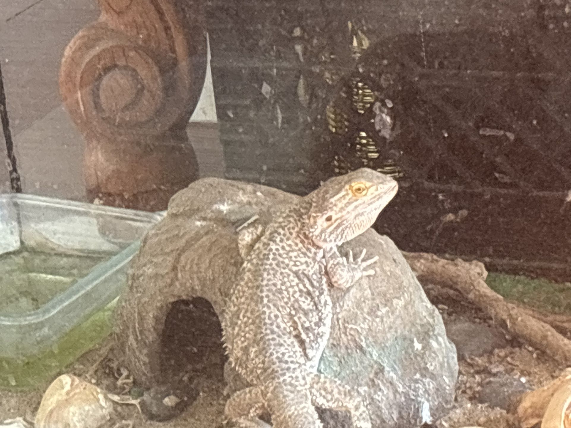 Super Cool !! 😎 🦎Bearded 🐉 Dragon!!