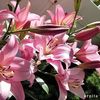 Jasmine