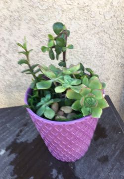 Succulent plant