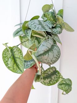 Scindapsus Pictus Exotica Silver Satin Pothos Plant 6" Pot - Indoor House Plants