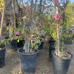 Plants For Sale