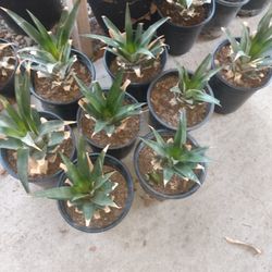 Pineapple Plants