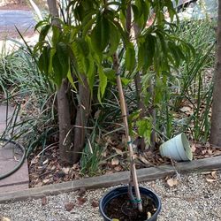 Peach Tree 