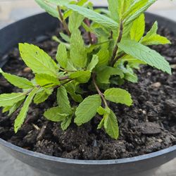 Mint Plant In Pot (Hierbabuena)