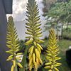 Aloe Mundi 