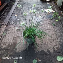 Chives