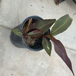Plant