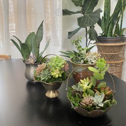 Vintage Succulent plants