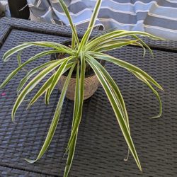 Chlorophytum comosum
