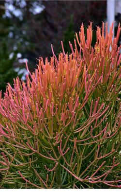 Firestick Pencil Cactus