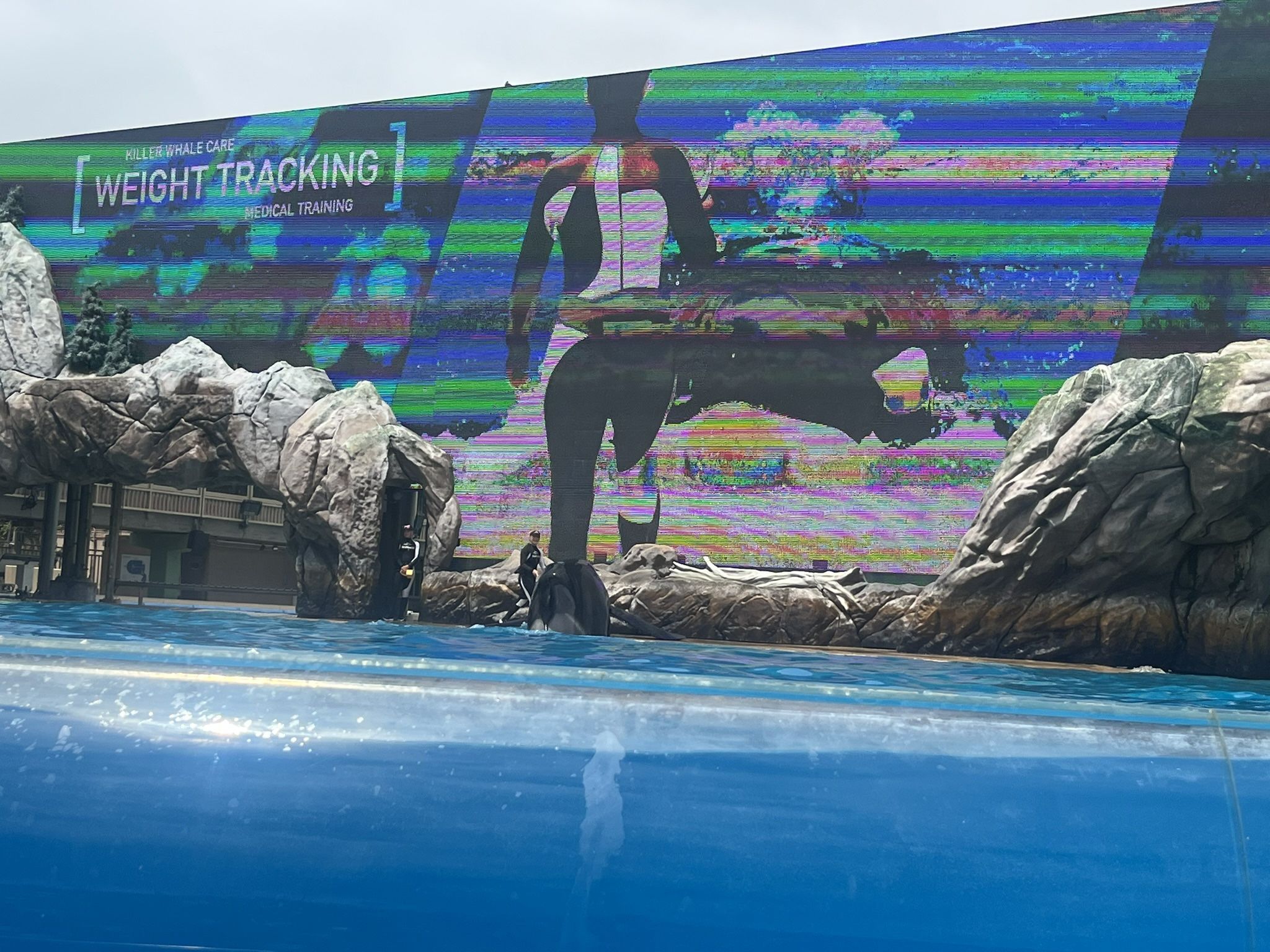 Thanksgiving Trip, Cheap tix 