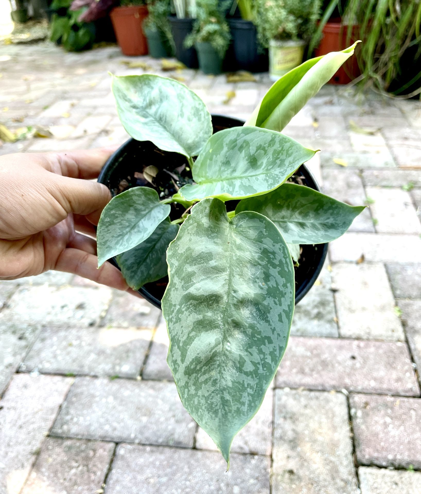 Schismatoglottis Sarawak