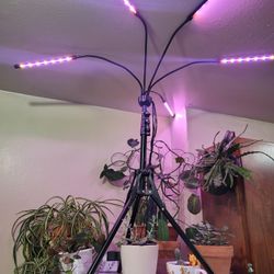 Plant Light