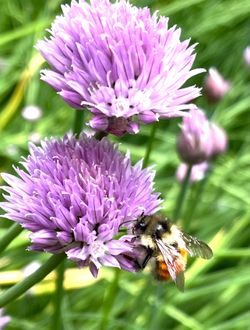Chives, an edible perennial plant.See all pics.