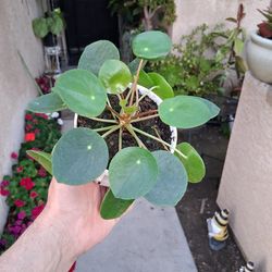 Chinese Money Plant $15