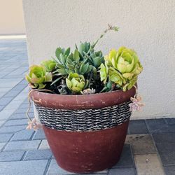 Succulent plants with pots