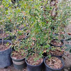 Eugenia 3gl