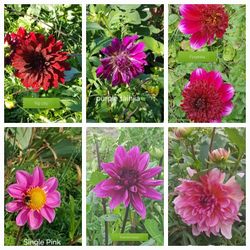 Rooted Dahlia Plants $5 Each 