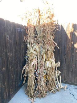 Corn stalks