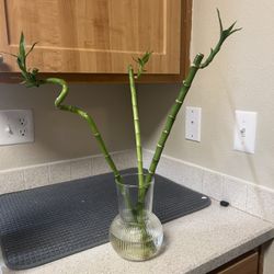 Lucky Bamboo